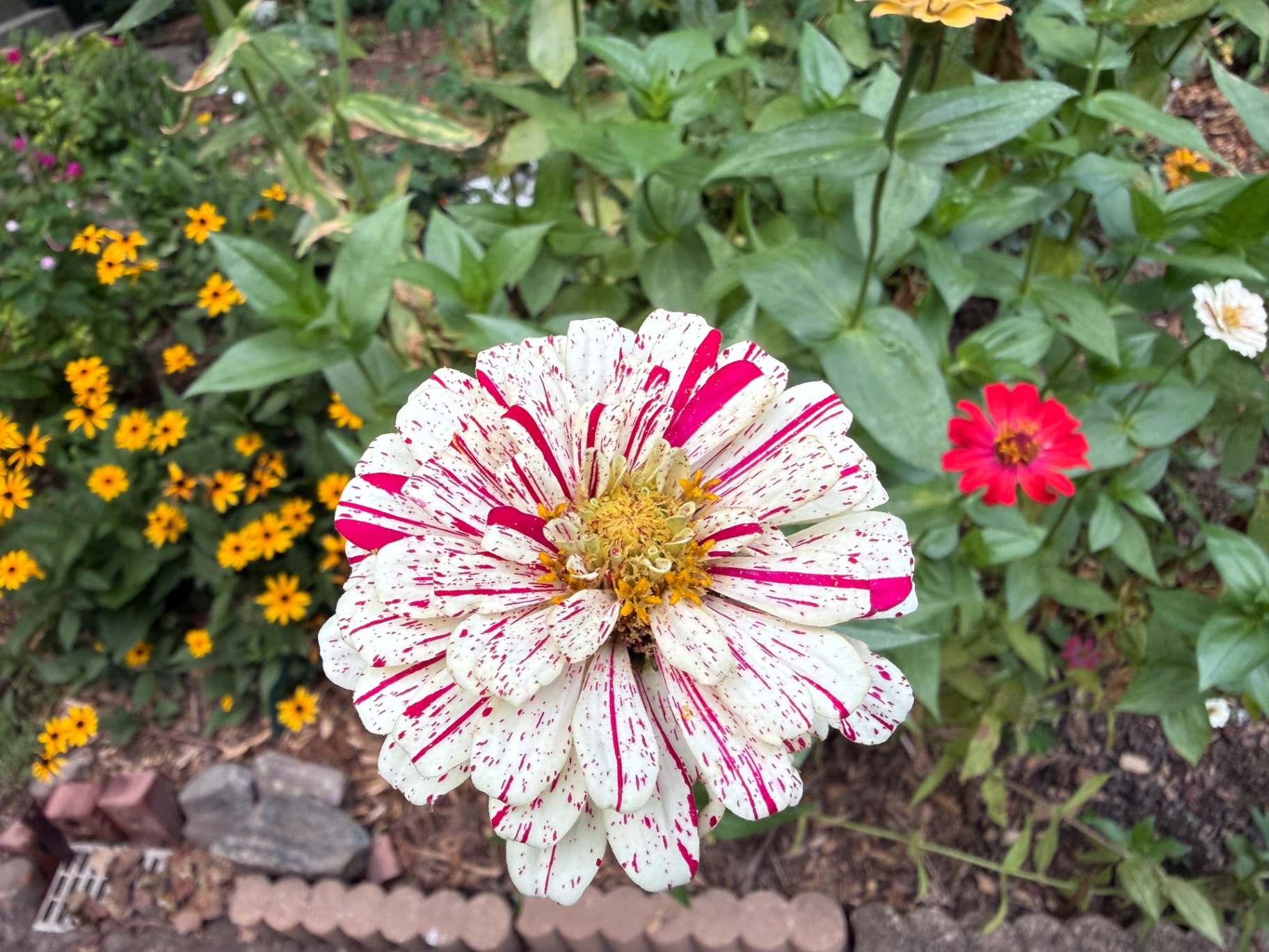 Striped zinnia blooming in a planted flower bed